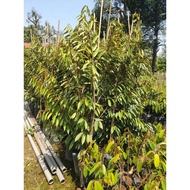 Anak_pokok_durian_hybrid
