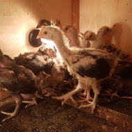 Paket 10 Ekor Anakan Ayam Pelung Jumbo Asli Cianjur Usia 1 Bulan New