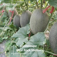 Oval Rock Melon Seeds - 10 Seed *Pot Friendly* Tanam Pasu Manis Melon Bujur, Cantaloupe  椭圆形甜哈密瓜种子 - Mango Garden Seeds