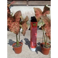Caladium Butterfly 🦋| Keladi Rama Rama | Malaysia Fast shipping |