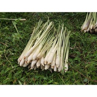 OFFER Serai 50 Batang