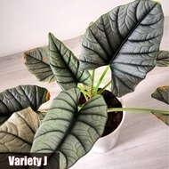 30pcs Benih Tanaman Alocasia Bonsai Bentuk Telinga Gajah