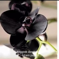 PREMIUM Tanaman hias paket 6 tanaman anggrek dendrobium hitam papua