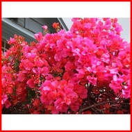 ☎ ✌ ◄ ▧ Bougainvillea stem cuttings Flower