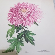 Original calendar print 1981 Germany November 1981 flower image