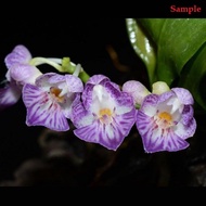 [Species] Phalaenopsis appendiculata x sib Miniature Orchid