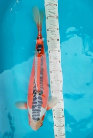 Ikan Koi Import - Kode 10 - Shusui 60BU SQ - Yamaju Farm