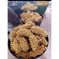 Pokok Dokong Berbuah Rendah (siap kawin)