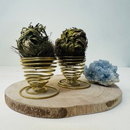 Flower Pot King Zhiyu Ruomu Plant Magical Easter Grass Jerry Brother's Rose Saint Mary Desert