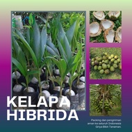 BIBIT BUAH KELAPA HIBRIDA HIJAU - BIBIT KELAPA HIJAU