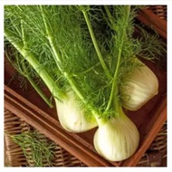 BULPING SWEET FENNEL SEEDs FLORIDA