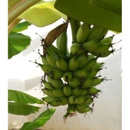 Murahh‼️Pokok Pisang Emas original (anak)