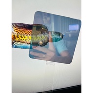 2-way fish tank mirror with handle 10cm - fish tanker