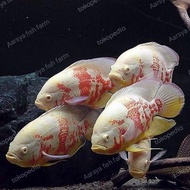 Paket 5 Ekor Ikan Oscar Tiger Albino Size 9-20Cm / Ikan Predator