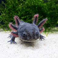 AXOLOTL HITAM FULL BLACK MELANISTIC MELANOID DOGFISH SALAMANDER FISH