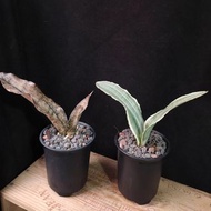 精選靚葉) 銅葉虎尾蘭  / 雪紋虎尾蘭 連花盆 植物 盆栽 snake plant Sansevieria kirkii 'Coppertone 易種 辦公室【實拍。只此一盆】一盆價