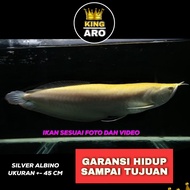 Ikan Hidup Arwana Silver Albino / Arowana Albino Besar