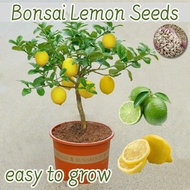 20 Bonsai Lemon Tree benih Biji Buah Lemon Import - Bibit Tanaman Buah Lemon Import - Buah Lemon Imp