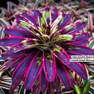 Rare Bromeliad : Neo Melanie by Gha Garden House / Bromeliad Rare / Bromeliad Murah