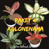 Paket 4 Aglonema / paket aglonema / Aglonema Paket Murah / Aglonema