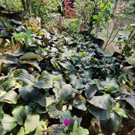 ANAK POKOK:CEKUR JANTAN,CEKUR KAMPUNG,CEKUR BATIK,CEKUR HITAM,CEKUR MERAK