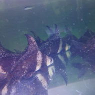 IKAN CHF / CHINESE HIGH FIN UKURAN 20 CM - Gudang Irama