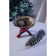 [Shengcitang] Shopkeeper Recommends Mexican Green Abalone Shells