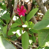 60 TO 80 CM TALL FRANGIPANI PLANTS WITH ROOTS . PROMOTION: FOC EXTRA 3 STEMS WITHOUT ROOTS