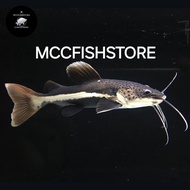 Red Tail CatFish RTC Predator Sungai Amazon Size 15cm