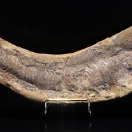 白堊紀 巴西劍鼻魚化石 505克 Vinctifer comptoni 真品 收藏級