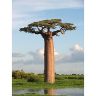 Adansonia grandidieri Baobab tree
