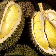 Durian montong palu parigi utuh dan bulat