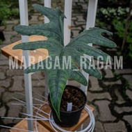 Tanaman Hias Alocasia Jacklyn