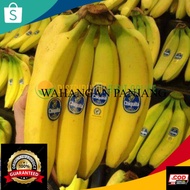Bibit Tanaman Pisang Cavendish Sunpride