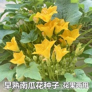 Sg Edible Pumpkin Flower Seeds Specially Eat Pumpkin Sharp Tender Pumpkin Seeds Pumpkin Seeds Pumpki