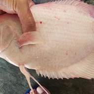 IKAN GURAME PADANG JUMBO HIAS