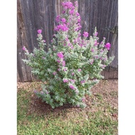 Pokok Bunga Texas Sage rajin berbunga landskap