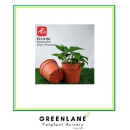 FC1 Quality Nursery Seedling Pot S150
