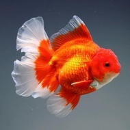 ikan mas koki oranda fancy short tail / ikan hias fancy untuk aquarium