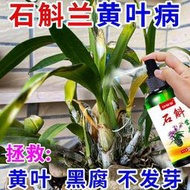 【有機肥】【花肥】石斛蘭專用營養液 防黃葉黑腐不發芽蘭花專用爆根促芽催花營養液