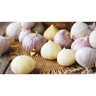 bawang putih tunggal @bawang lanang