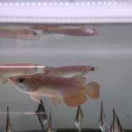 ikan arwana golden red 15-16cm