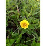 Checkout link only Moana 8yr old