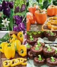 [Free gift]Amefurashi Paket Hemat 50biji Paprika Benih Bibit Sayur 4 Jenis Paprika
