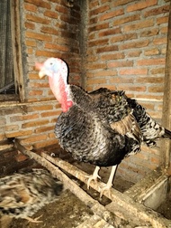 ayam kalkun dewasa siap bertelur