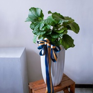 【落地盆栽】青蘋果竹芋 | 室內辦公室盆栽