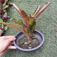 Bromeliad - Cryptanthus Pink, Neoregelia Marmorata Indoor Outdoor Plant/ Real Live Plant/ Pokok Bunga Hiasan Hidup
