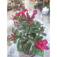 (AA ) (SPECIAL REQUEST) SELECTED COLOR ADENIUM THAILAND REAL 34cmx13cm