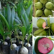 Bibit kelapa wulung /bibit kelapa hijau Wulung / kelapa ijo