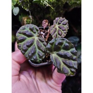 【HIDINGNATURE】 Begonia sarawak sp x Begonia dracopelta terrarium plant